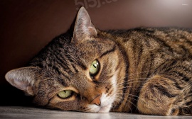 1室1厅1卫户型图