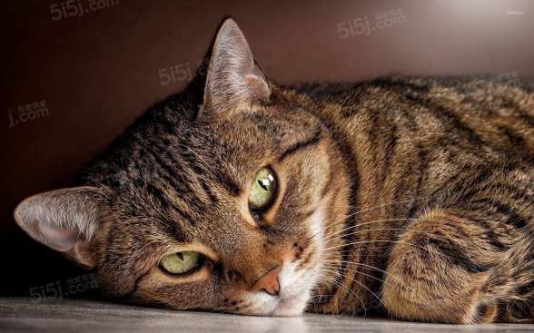 1室1厅1卫户型详情